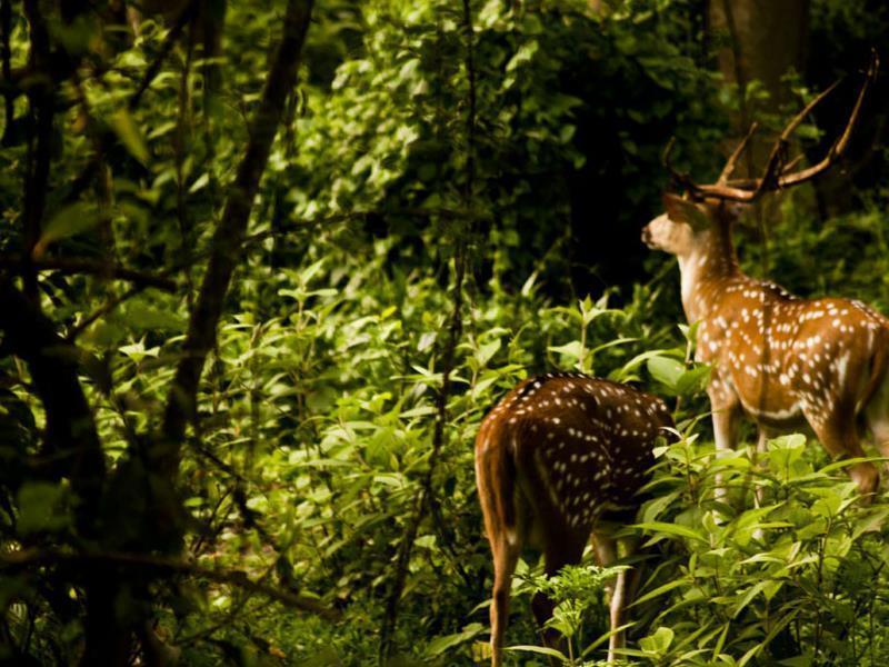 Sauraha Nana Hotel Eksteriør billede